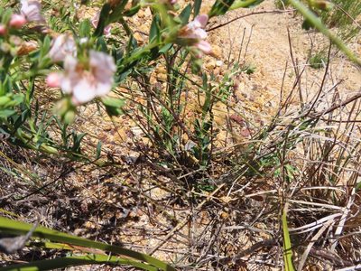 Lobostemon hottentoticus, photographed by linkie