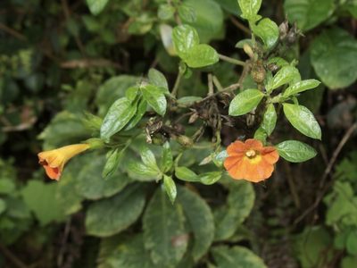 Streptosolen jamesonii, photographed by Sue Carnahan