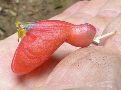 Pachycaulos nummularia, photographed by Sue Carnahan