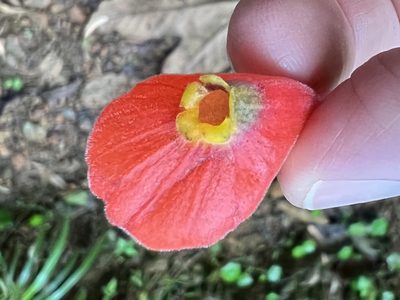 Pachycaulos nummularia, photographed by Sue Carnahan