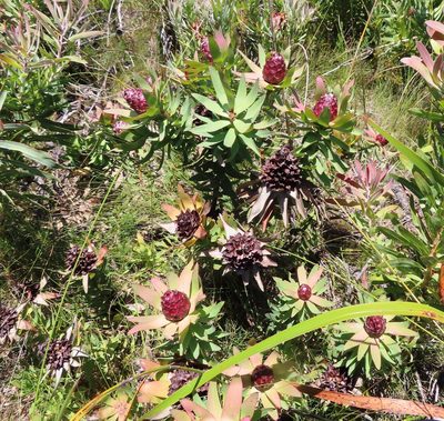 Leucadendron sessile, photographed by linkie