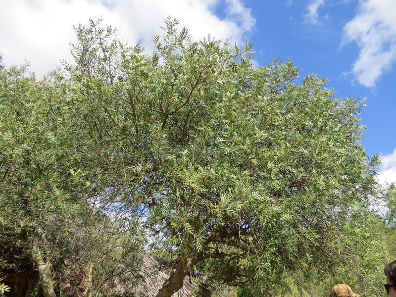 Schinus lentiscifolia, photographed by Rafael Tosi