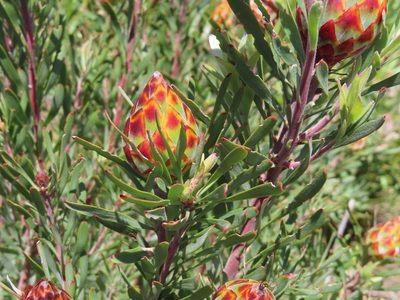 Leucadendron rubrum, photographed by linkie