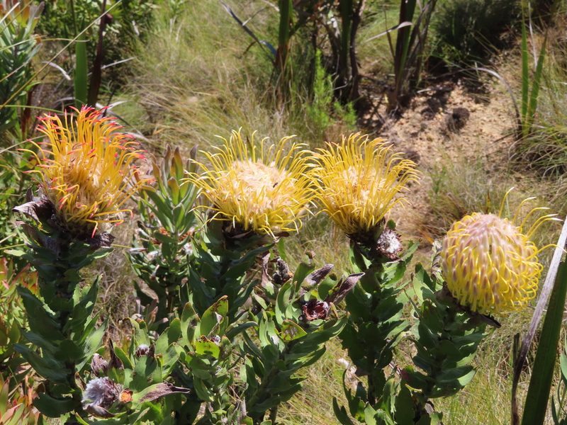 Leucospermum gueinzii, photographed by linkie