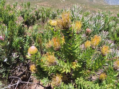 Leucospermum gueinzii, photographed by linkie
