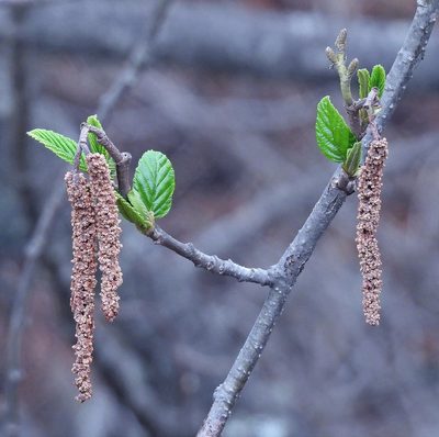 Alnus acuminata, photographed by Hugo Hulsberg