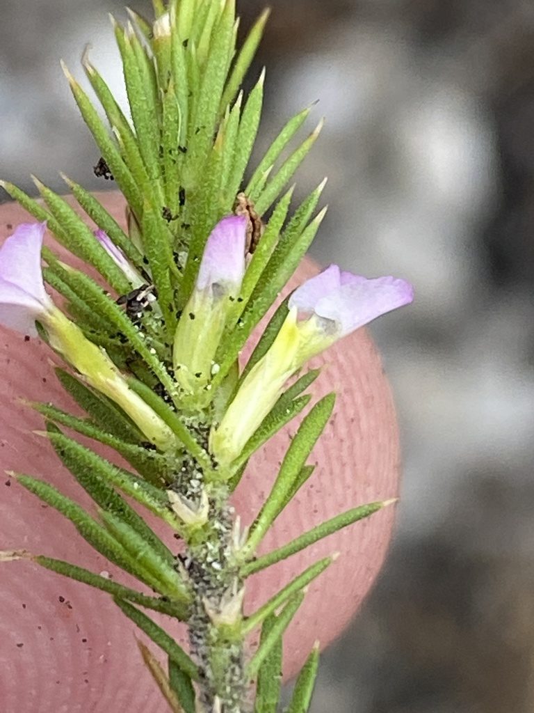 Muraltia plumosa, photographed by Dave U