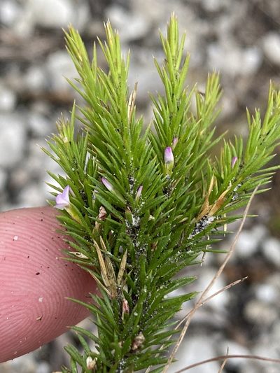 Muraltia plumosa, photographed by Dave U