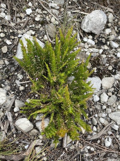 Muraltia plumosa, photographed by Dave U