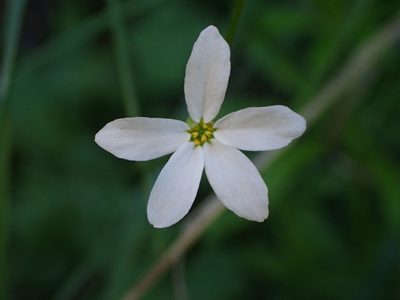 Lithophragma cymbalaria, photographed by George Williams