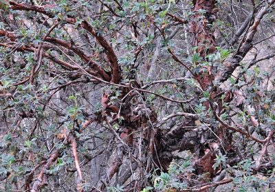 Polylepis australis, photographed by Hugo Hulsberg