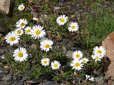Tripleurospermum caucasicum, photographed by Aleksei Baushev