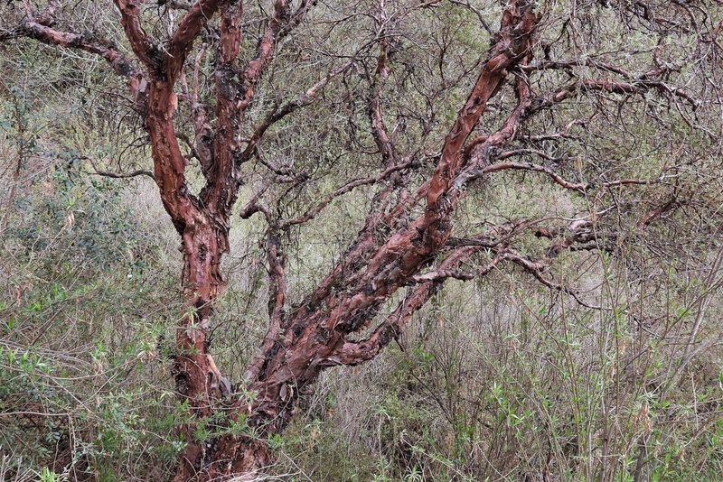 Polylepis australis, photographed by Hugo Hulsberg
