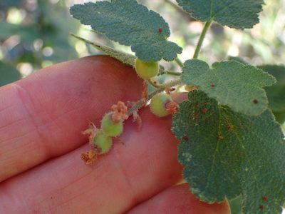 Ribes malvaceum, photographed by George Williams