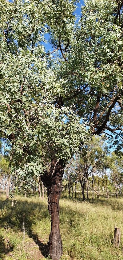 Eucalyptus melanophloia, photographed by Bethlea Bell