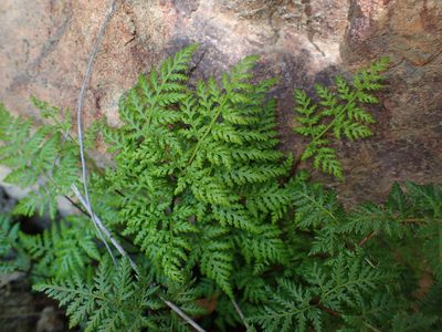 Aspidotis californica, photographed by George Williams