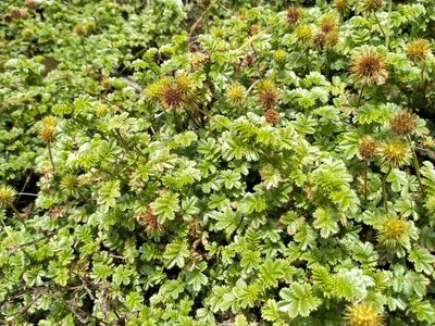 Acaena anserinifolia, photographed by John Barkla