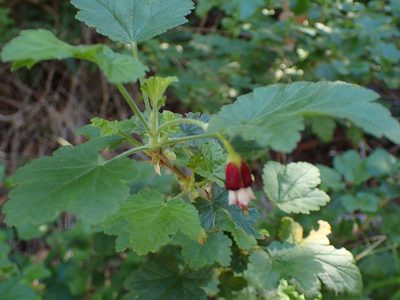 Ribes amarum, photographed by George Williams