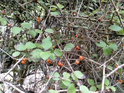 Coprosma rotundifolia, photographed by John Barkla
