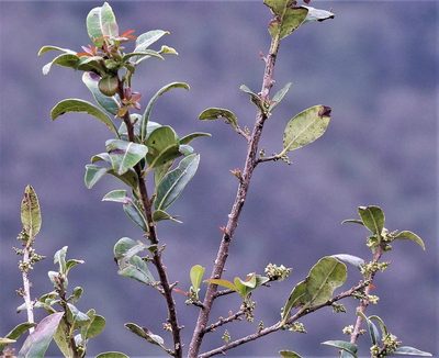 Schinus gracilipes, photographed by Hugo Hulsberg