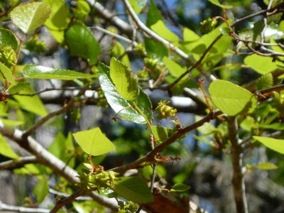 Planera aquatica, photographed by mfeaver