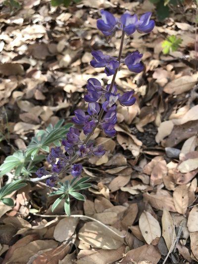 Lupinus hillii, photographed by Bruce Bailey