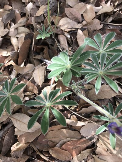 Lupinus hillii, photographed by Bruce Bailey