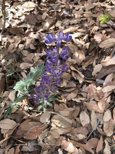 Lupinus hillii, photographed by Bruce Bailey