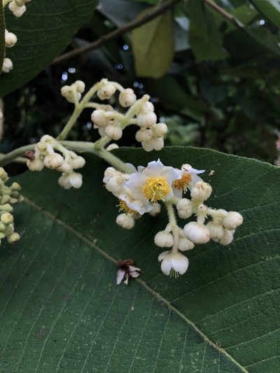 Saurauia tomentosa, photographed by Skjold Søndergaard