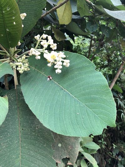 Saurauia tomentosa, photographed by Skjold Søndergaard