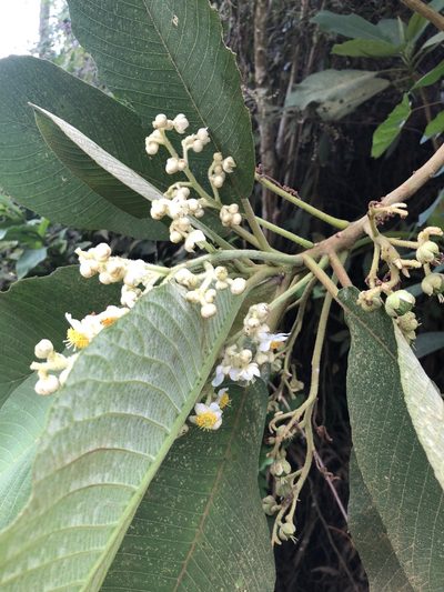Saurauia tomentosa, photographed by Skjold Søndergaard