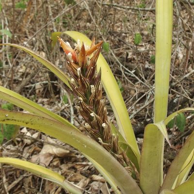 Guzmania monostachia, photographed by Sue Carnahan