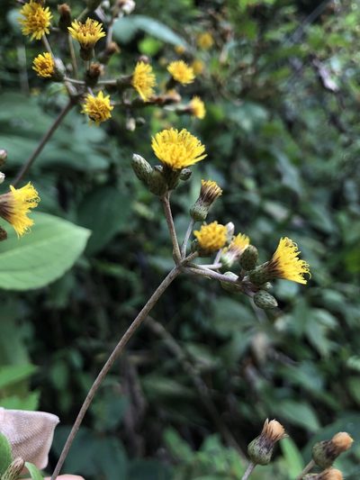 Liabum asclepiadeum, photographed by Skjold Søndergaard