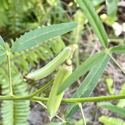 Crotalaria lanceolata, photographed by Pete Grannis