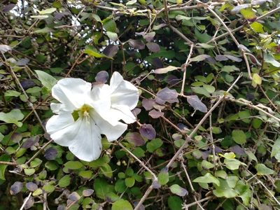 Calystegia tuguriorum, photographed by John Barkla