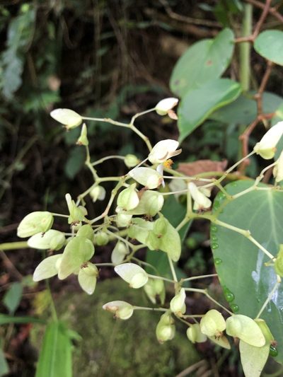 Begonia holtonis, photographed by Skjold Søndergaard