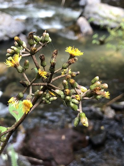 Liabum asclepiadeum, photographed by Skjold Søndergaard