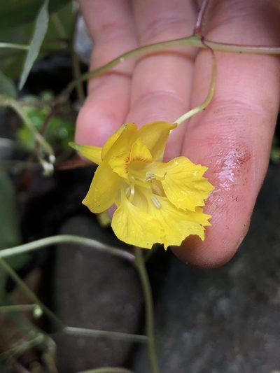 Tropaeolum pendulum, photographed by Skjold Søndergaard