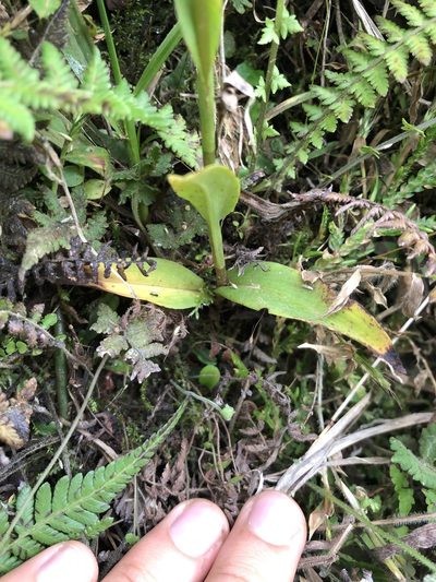Ponthieva fertilis, photographed by Skjold Søndergaard