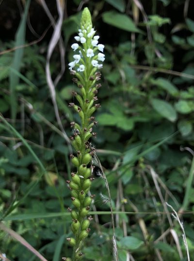Ponthieva fertilis, photographed by Skjold Søndergaard
