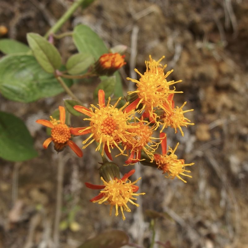 Pseudogynoxys scabra, photographed by Sue Carnahan
