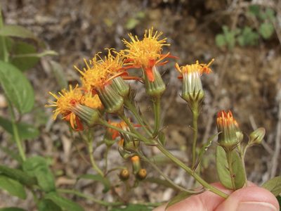 Pseudogynoxys scabra, photographed by Sue Carnahan