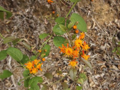 Pseudogynoxys scabra, photographed by Sue Carnahan