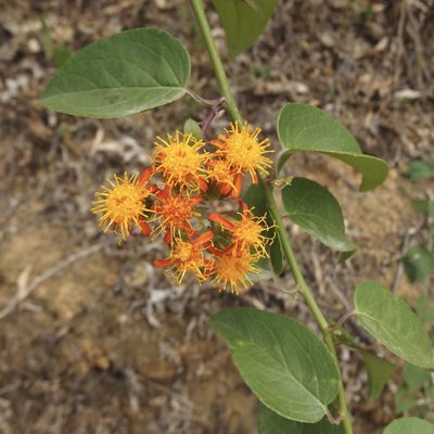 Pseudogynoxys scabra, photographed by Sue Carnahan