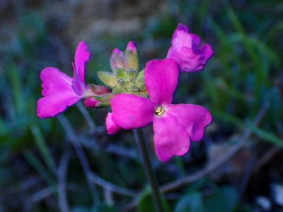 Arabis blepharophylla, photographed by Cricket Raspet