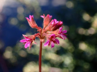 Pelargonium grossularioides, photographed by Cricket Raspet