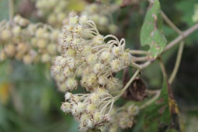 Montanoa tomentosa, photographed by Viacheslav Shalisko