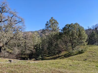 Pinus sabiniana, photographed by joergmlpts