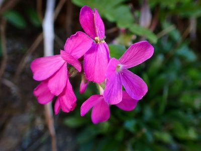 Arabis blepharophylla, photographed by Cricket Raspet