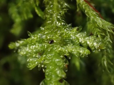Metaneckera menziesii, photographed by Ellyne Geurts
